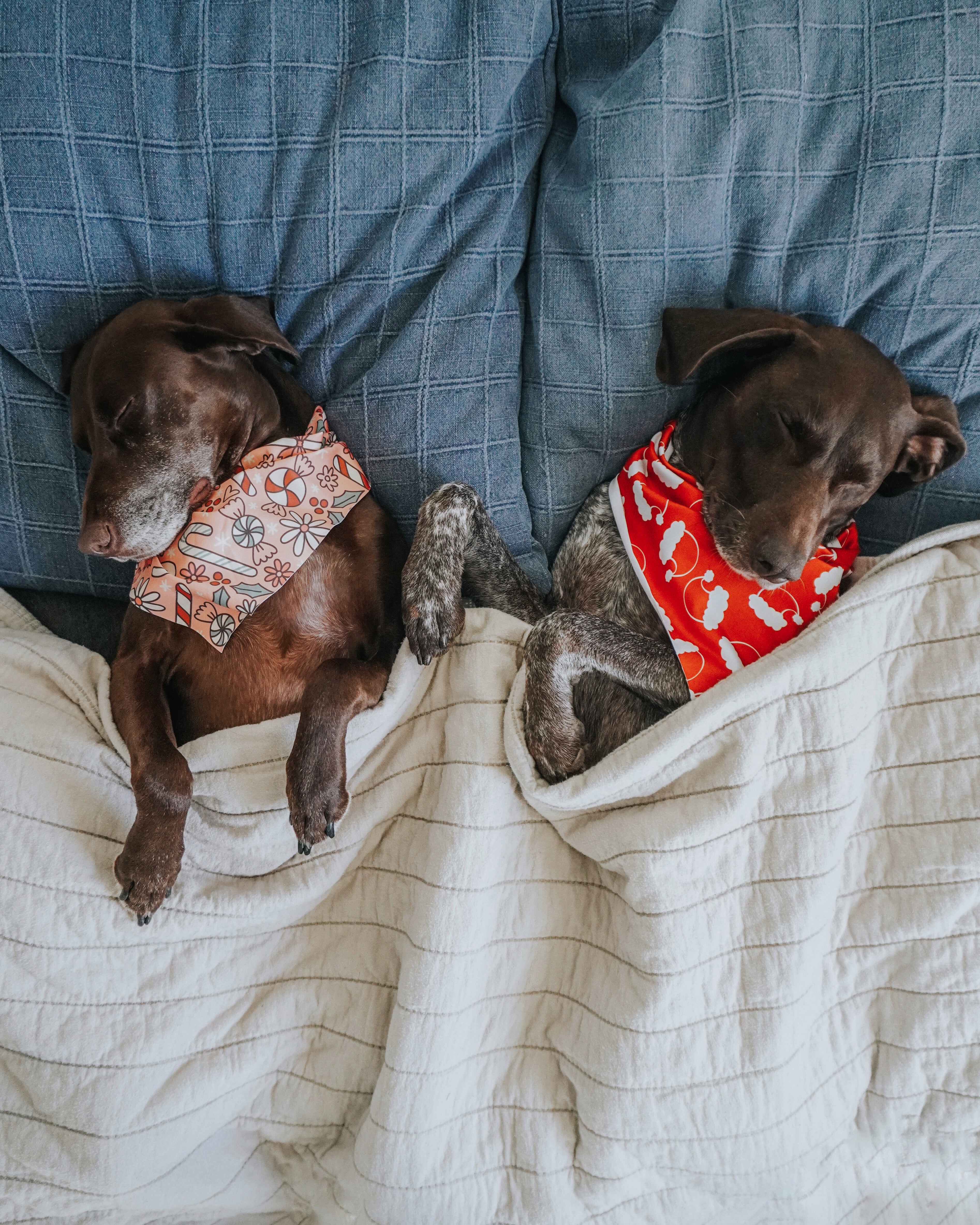 (2 Pack) Mystery Bandana