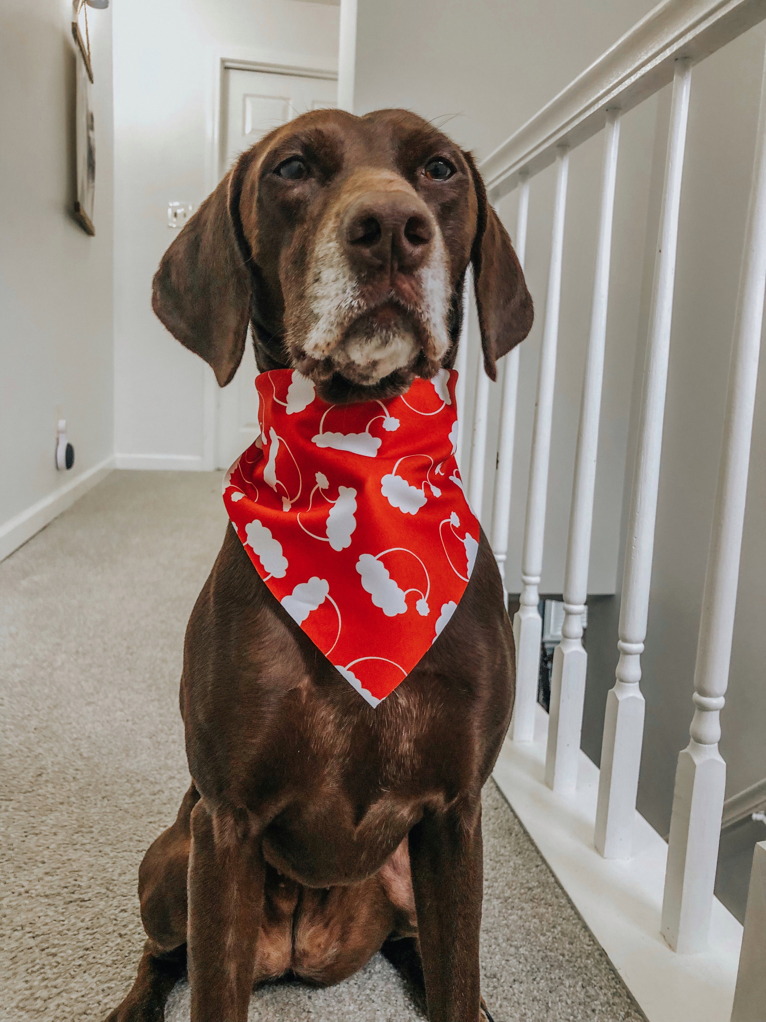 (2 Pack) Mystery Bandana