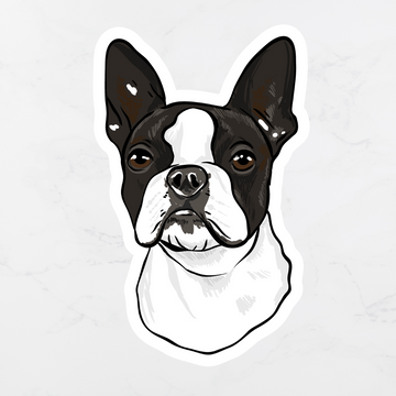 Boston Terrier Sticker