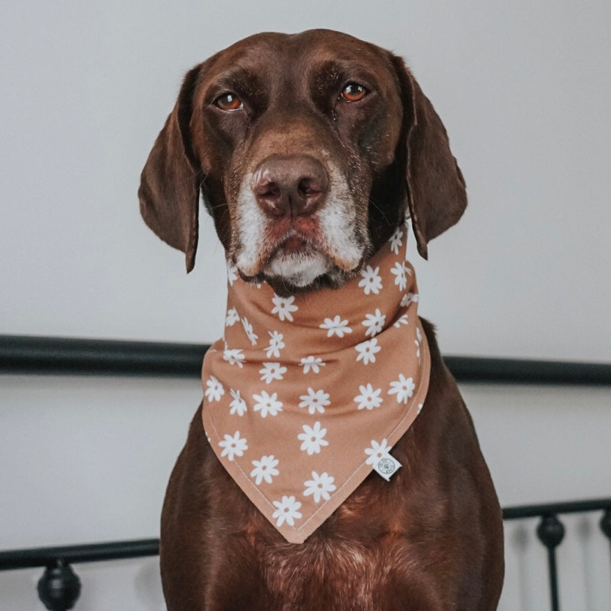 Neutral Daisies Bandana