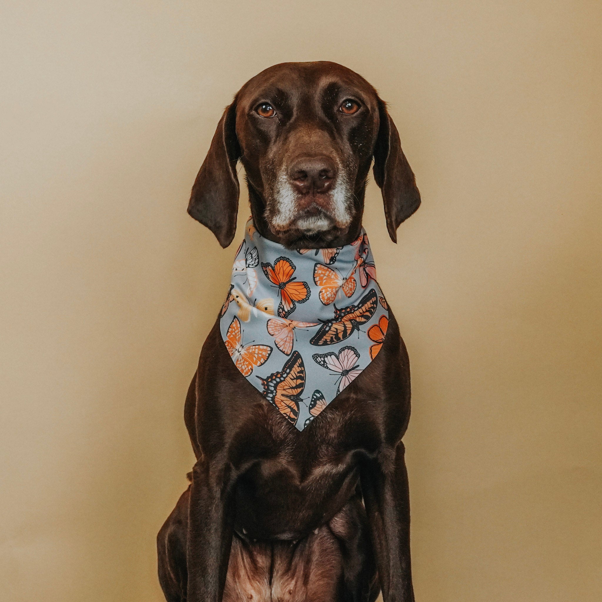 Butterfly Active Dog Bandana