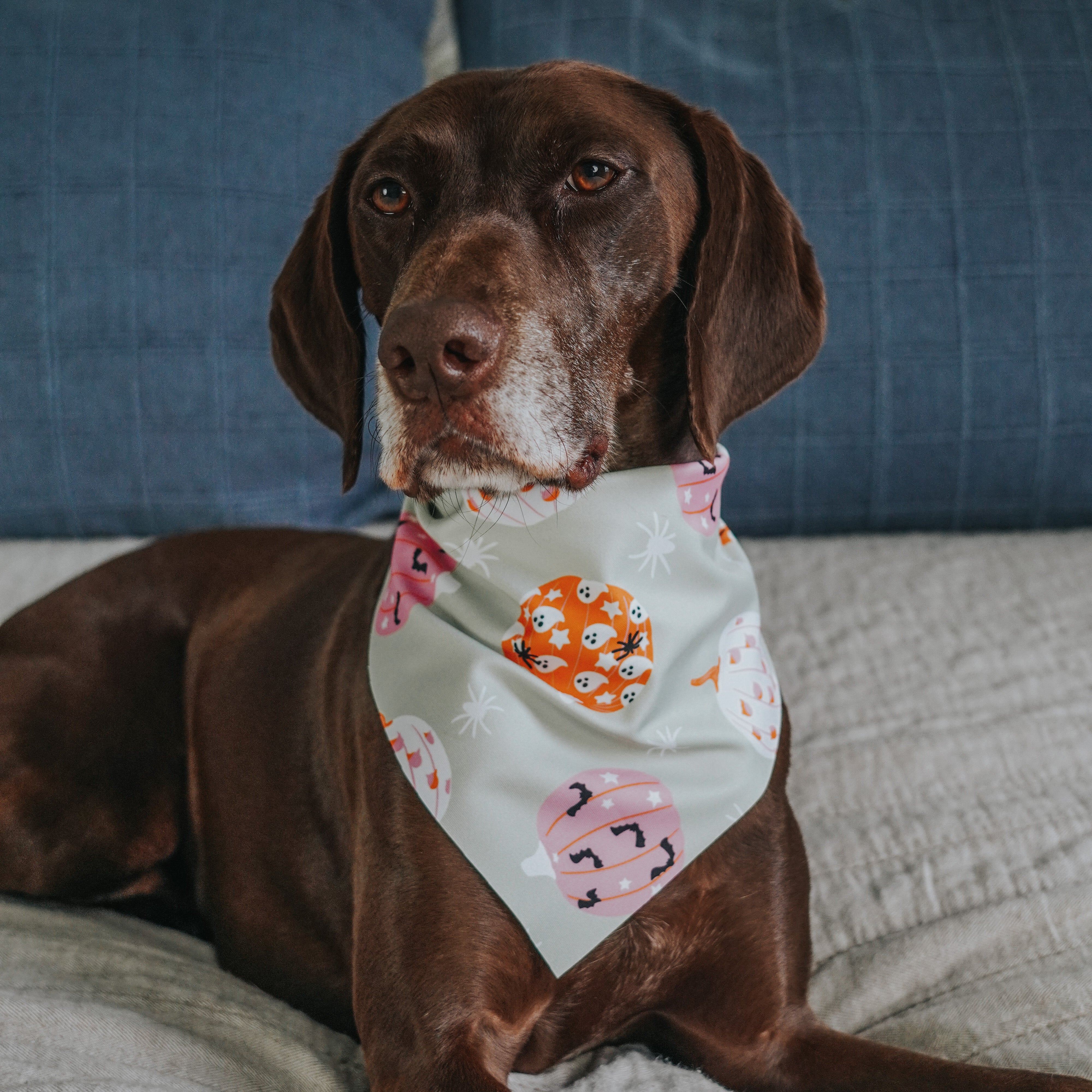 Spooky Pumpkins Active Dog Bandana