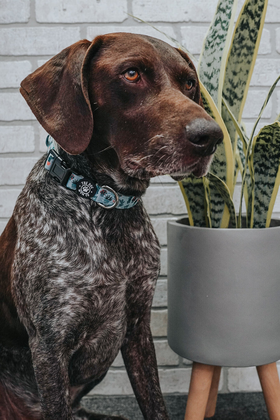 House Plant Dog Collar
